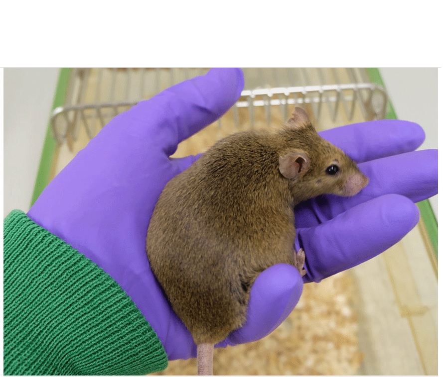Si des souris âgées soumises à une restriction calorique perdent alors du poids, l'activité des gènes dans le tissu adipeux reste similaire à celle des souris qui continuent à manger autant qu'elles le souhaitent 