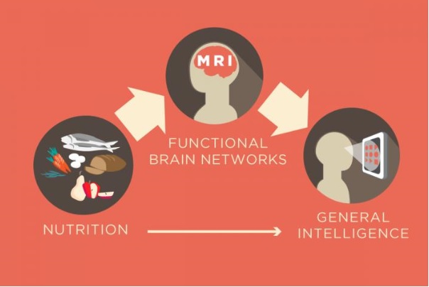 Il s'agit de mieux comprendre comment la nutrition peut influencer l'organisation fonctionnelle du cerveau humain 